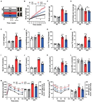 <mark class="highlighted">Api</mark>genin Alleviates Obesity-Associated Metabolic Syndrome by Regulating the Composition of the Gut Microbiome